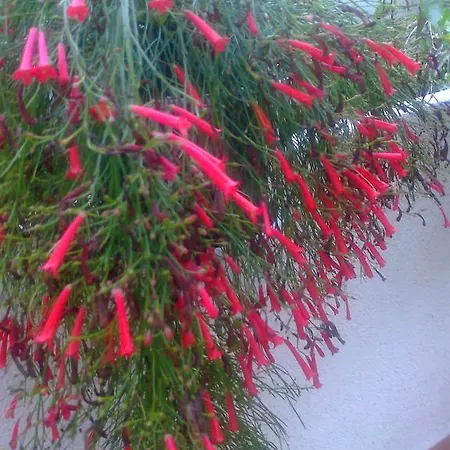 Апартаменты Kresic Tiha Luka