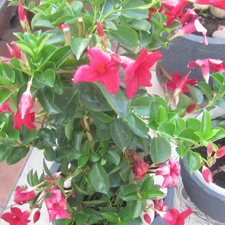 Kresic Tiha Luka Apartmán *