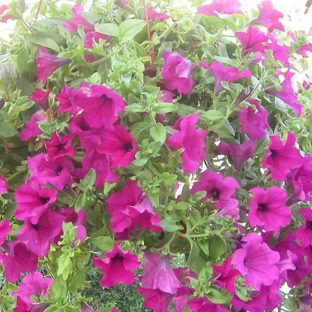 Апартаменты Kresic Tiha Luka *